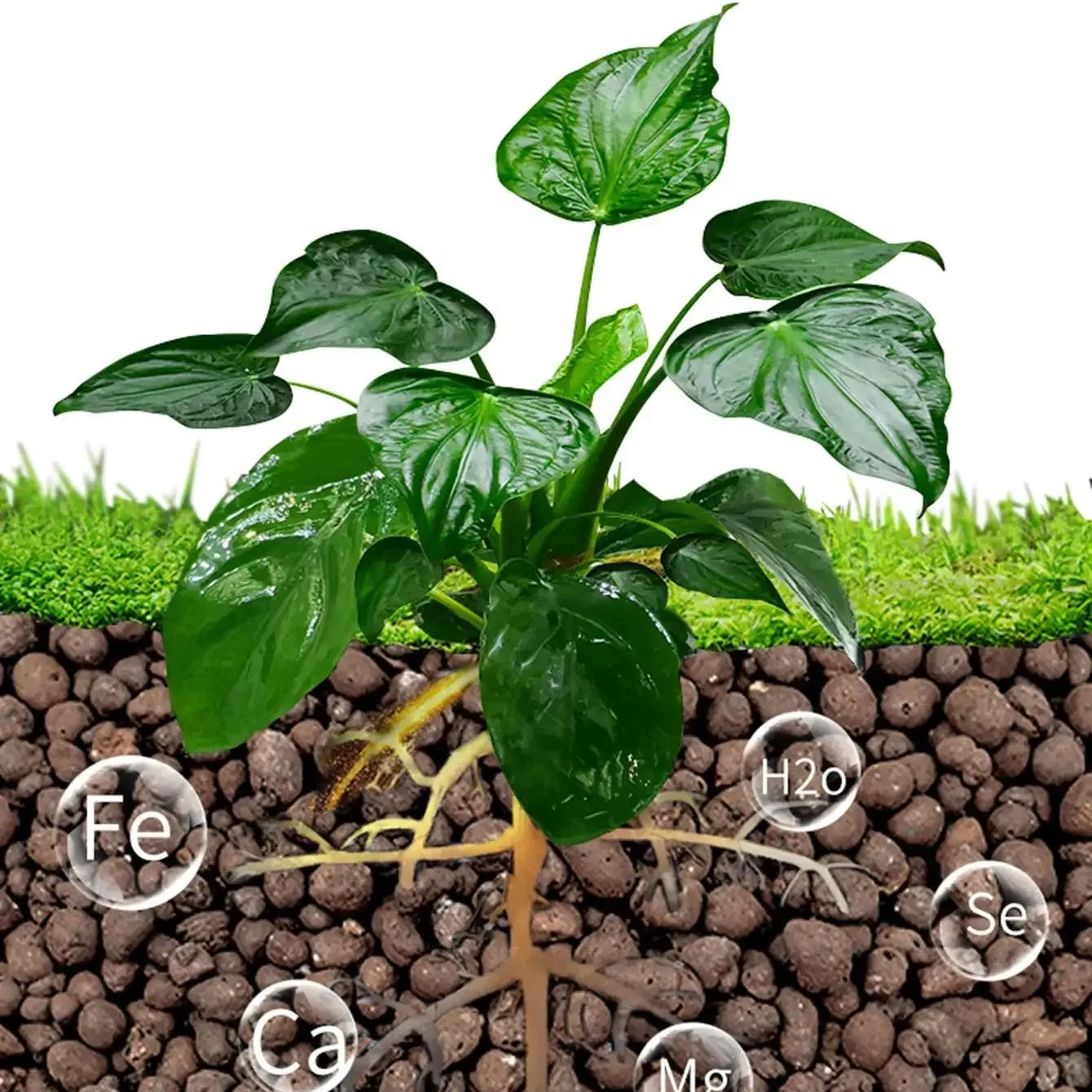 Boules Leca en argile pour pla - Sphagnum Moss Bag avis et prix